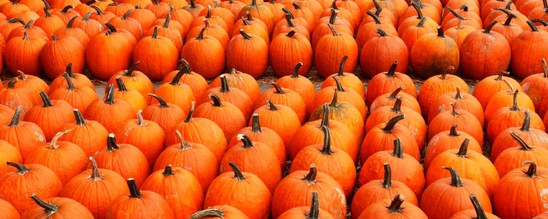 Pumpkin Patch at a Farmers Market